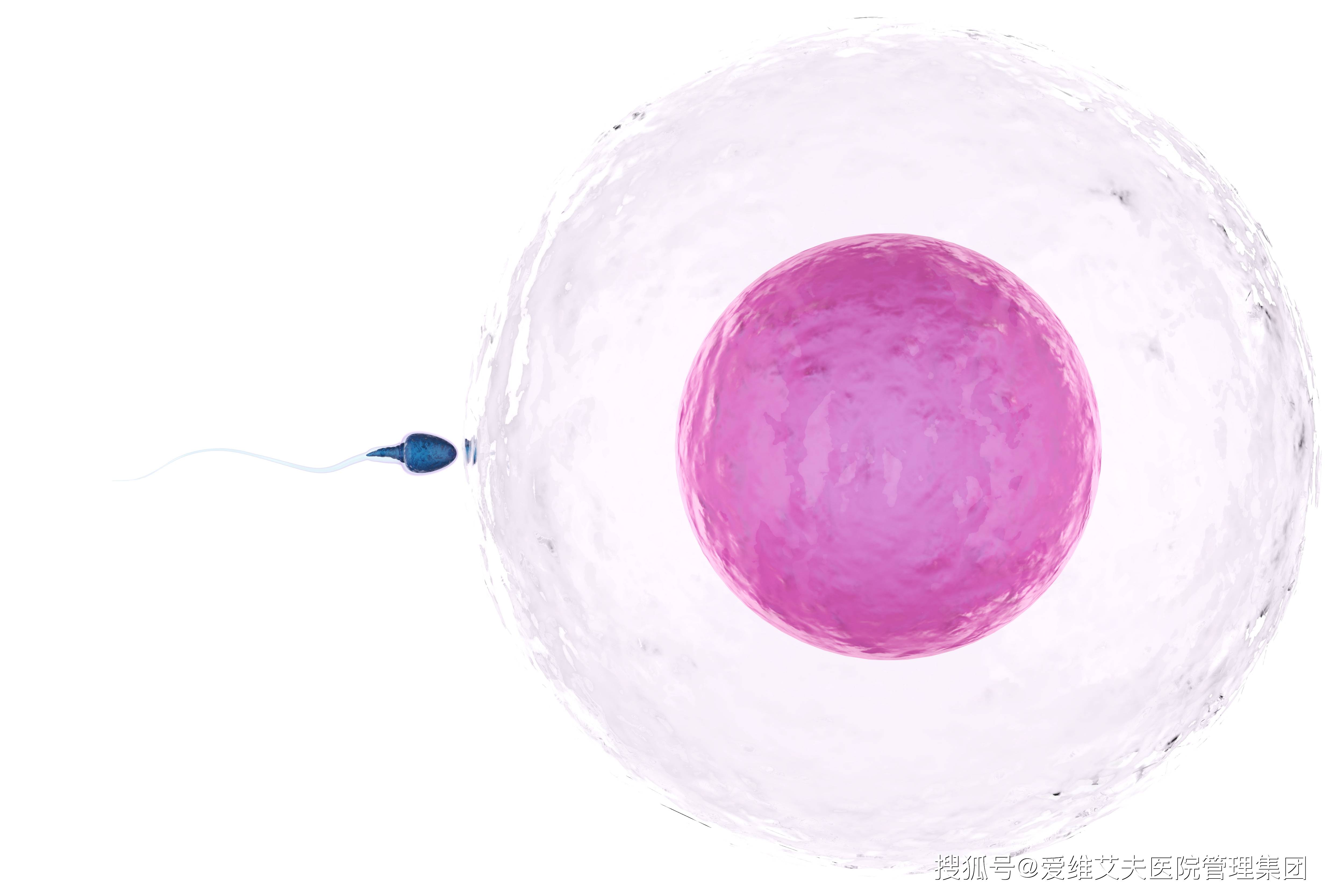 女性卵子是啥_女性卵子是透明的吗  第2张