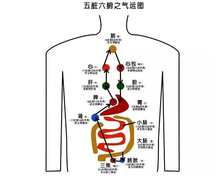 内脏反射区图片大全图片