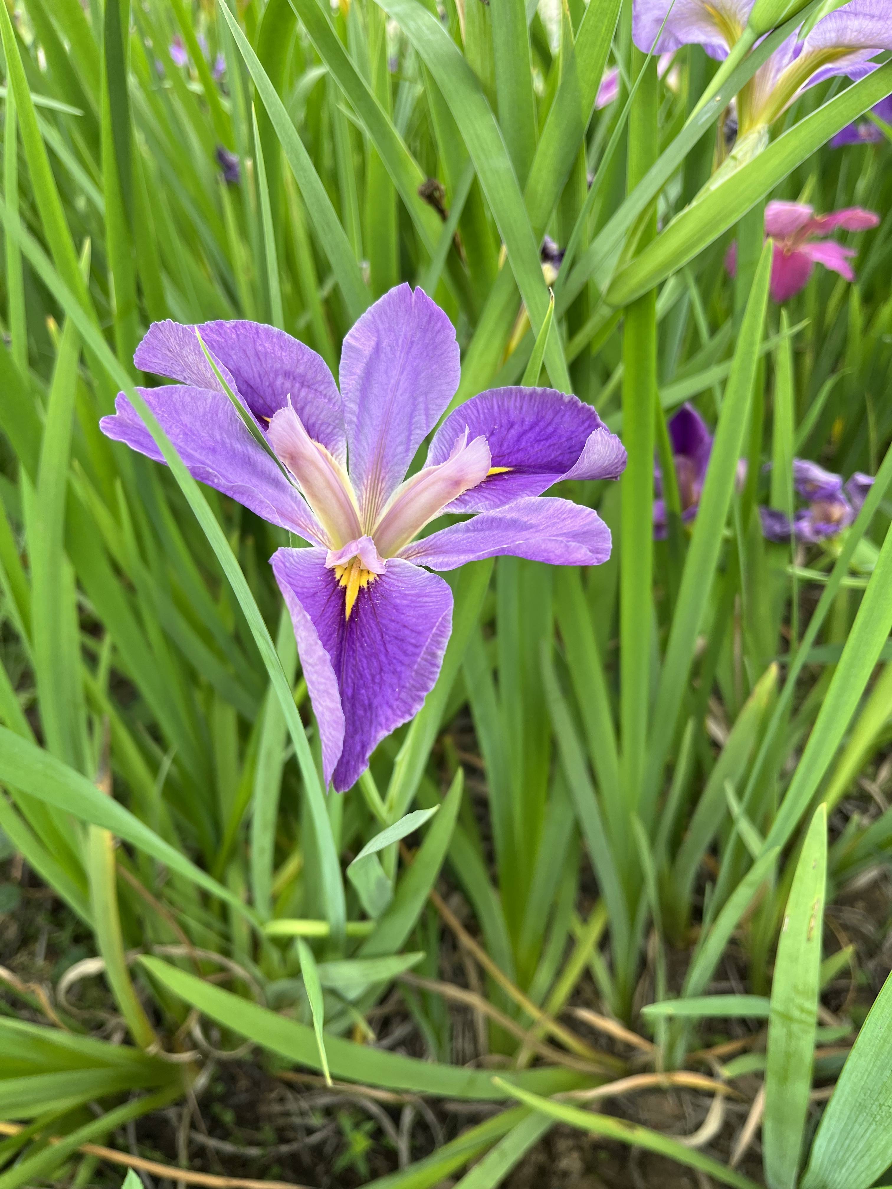 鸢尾花的样子图片