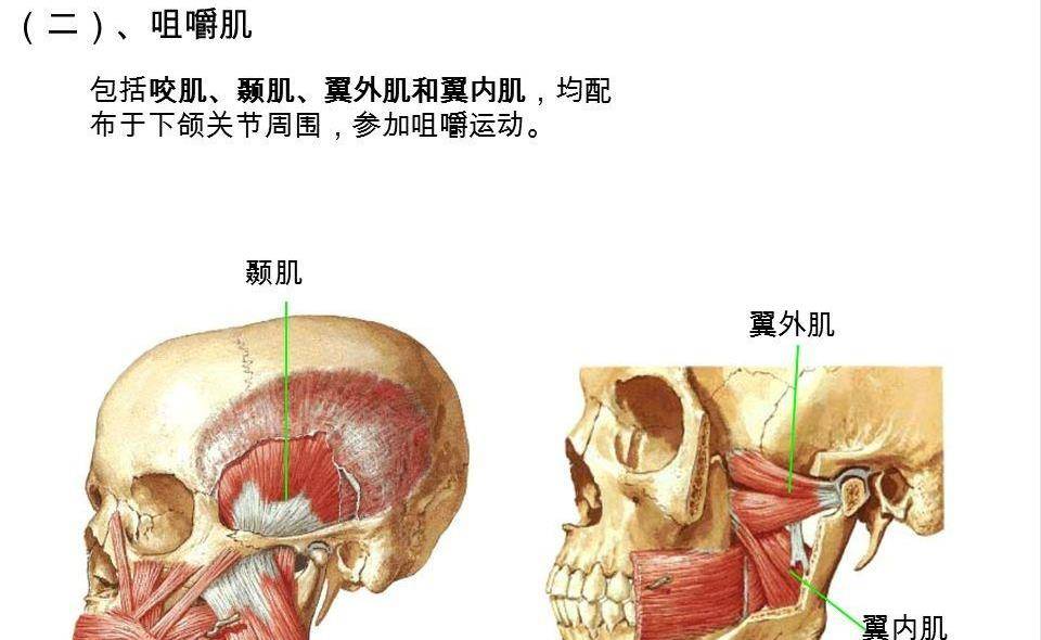 颧肌在哪里图片图片