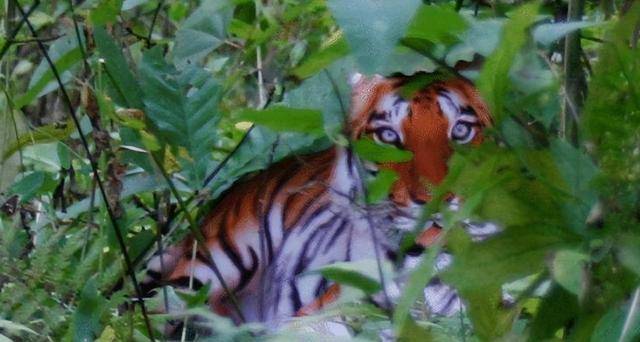 就在专家学者猜测老周居住地周围树林里可能存在野生华南虎的踪迹