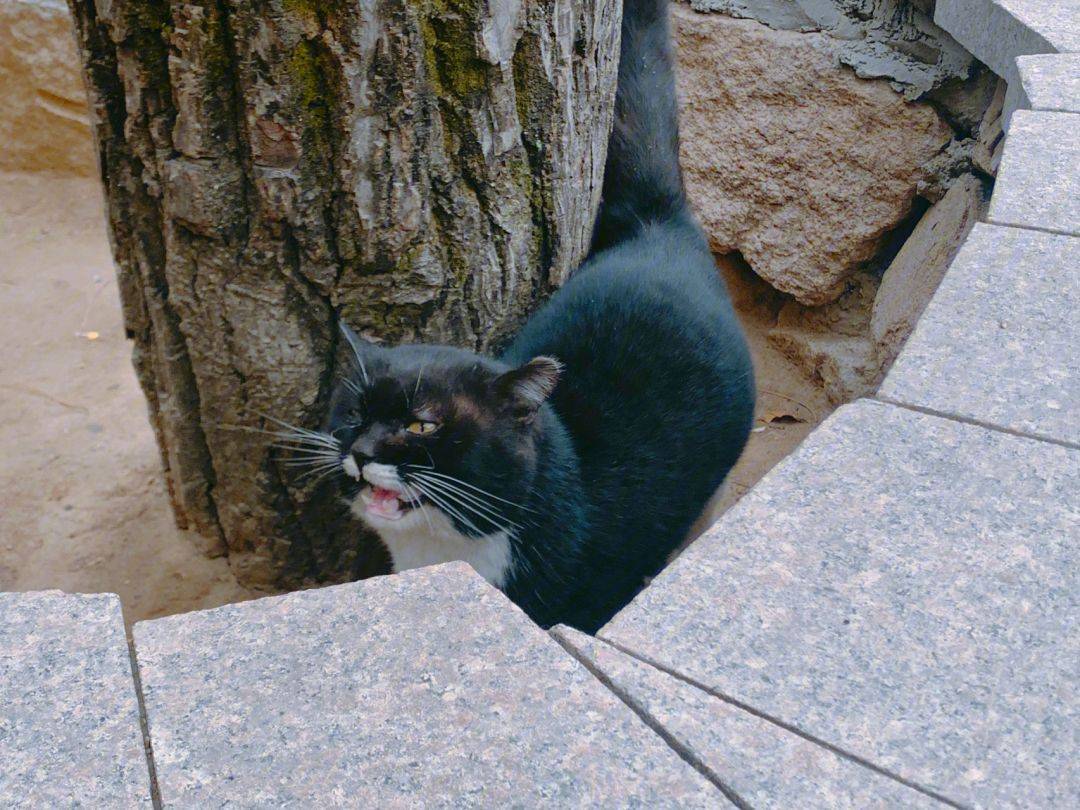 历时5年,蹲守长城超2000小时,"喂问"过队员无数次,给长城小队队员拍摄