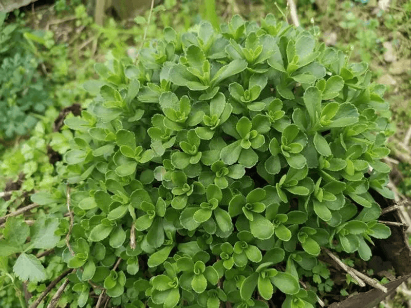 宽叶费菜图片