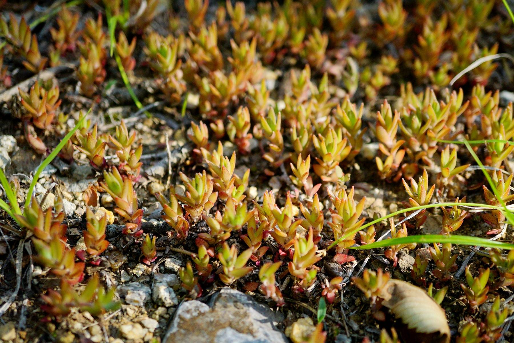 我见到的山东本土植物和园林栽培植物(617)爪瓣景天