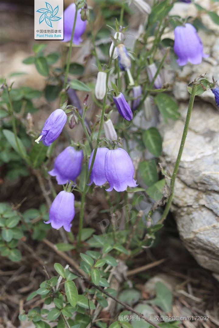 我见到的山东本土植物和园林栽培植物