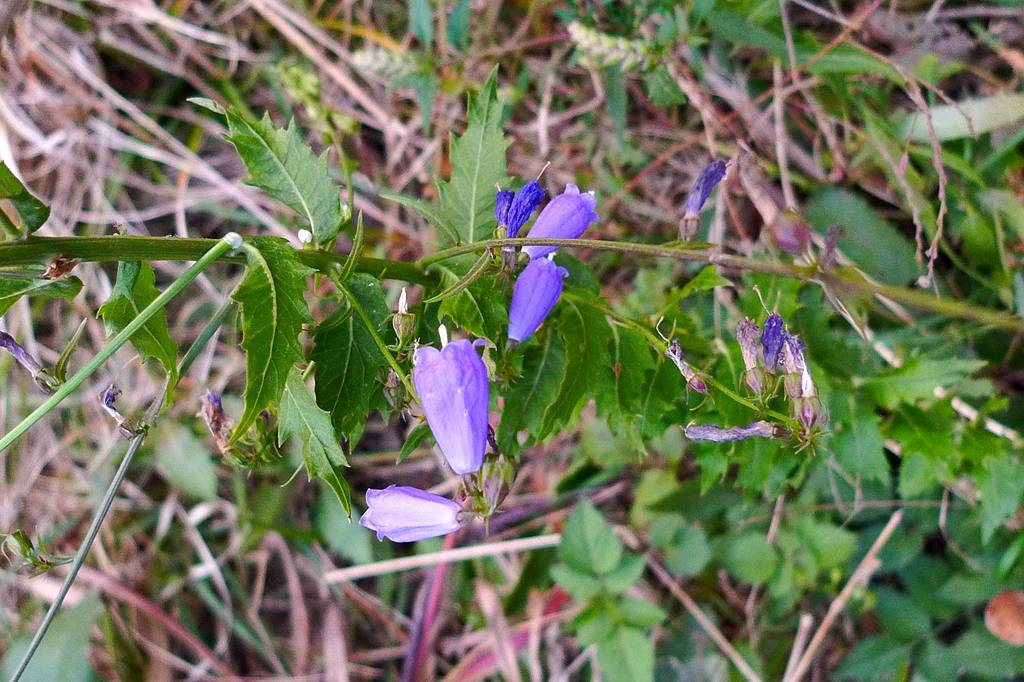 我见到的山东本土植物和园林栽培植物