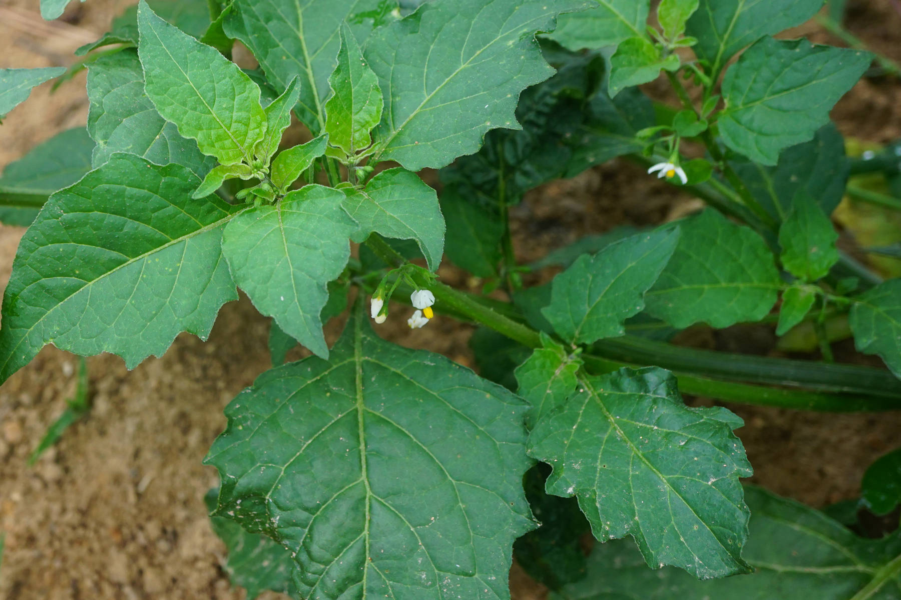 我见到的山东本土植物和园林栽培植物(635)龙葵