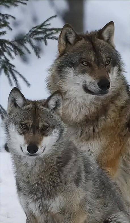 母狼难产,公狼到军营附近求助,为感谢女军医,野狼帮忙站岗放哨