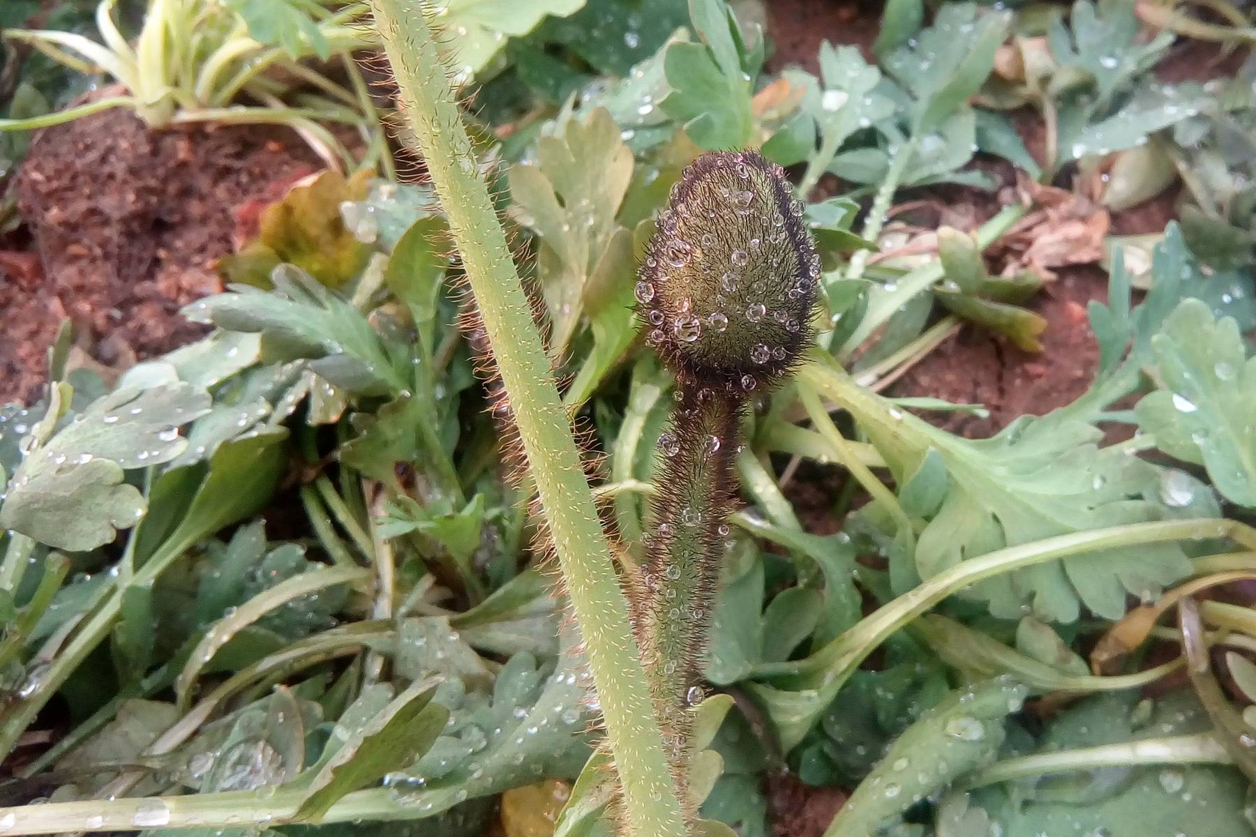 我见到的山东本土植物和园林栽培植物