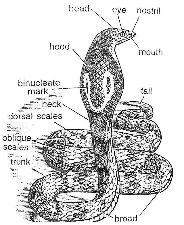 深圳居民小区发现2米多长眼镜王蛇,这么多蛇哪来的?