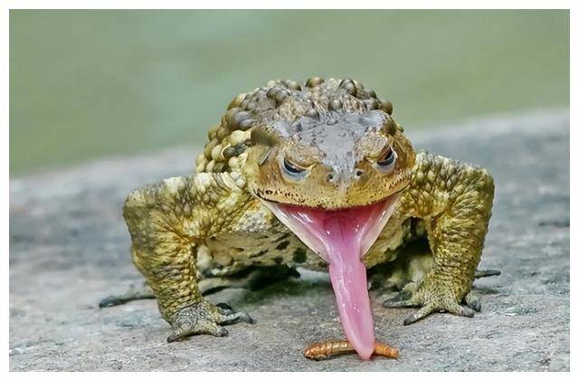 江苏男子抓8000只蟾蜍,获利近百万,抓走蟾蜍对当地有何危害