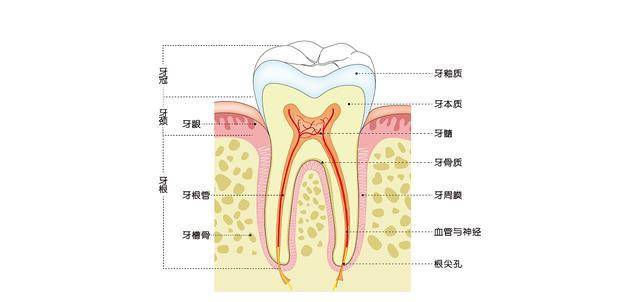 牙髓组织图片