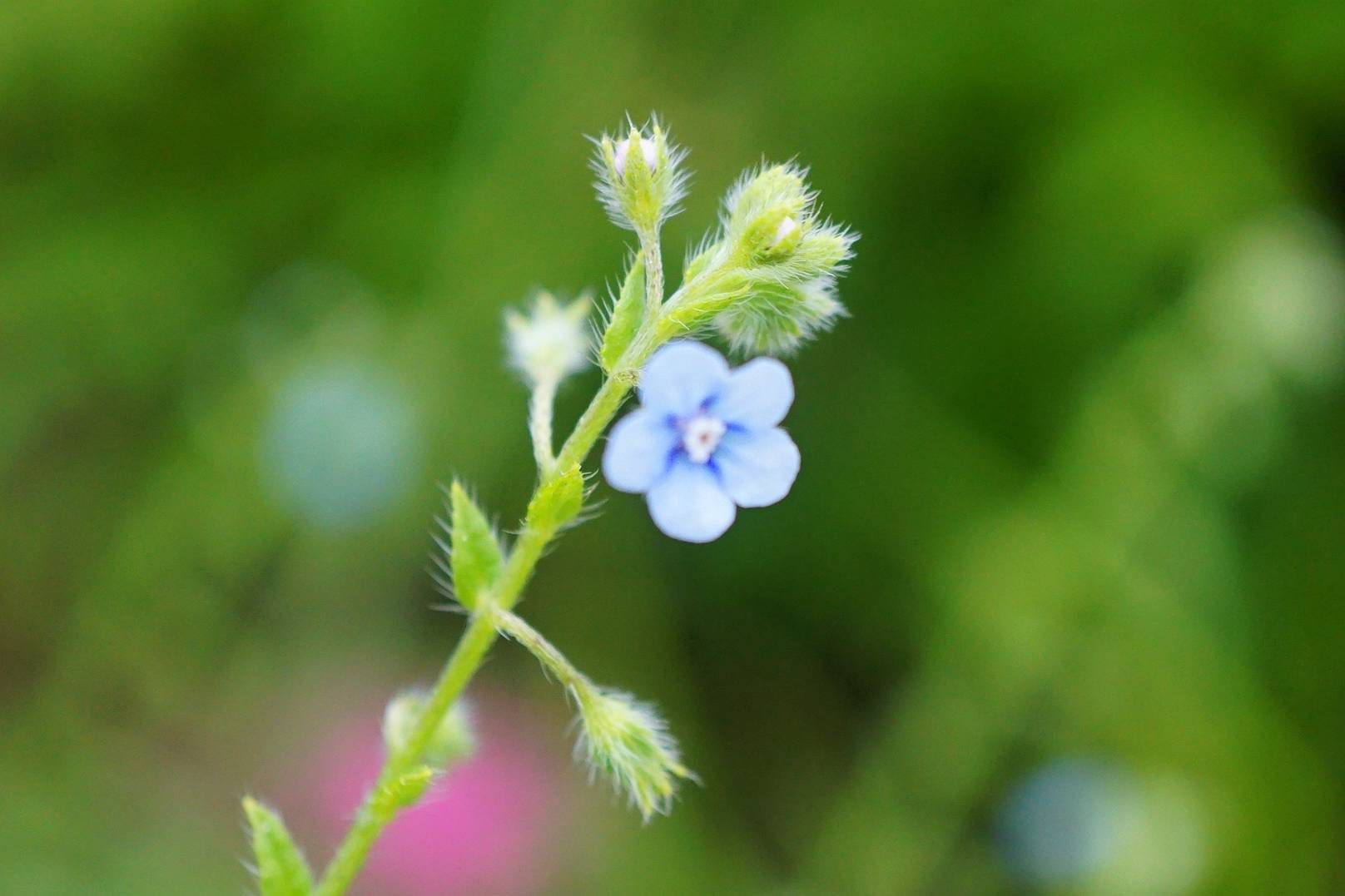 我见到的山东本土植物和园林栽培植物(704)狭苞斑种草