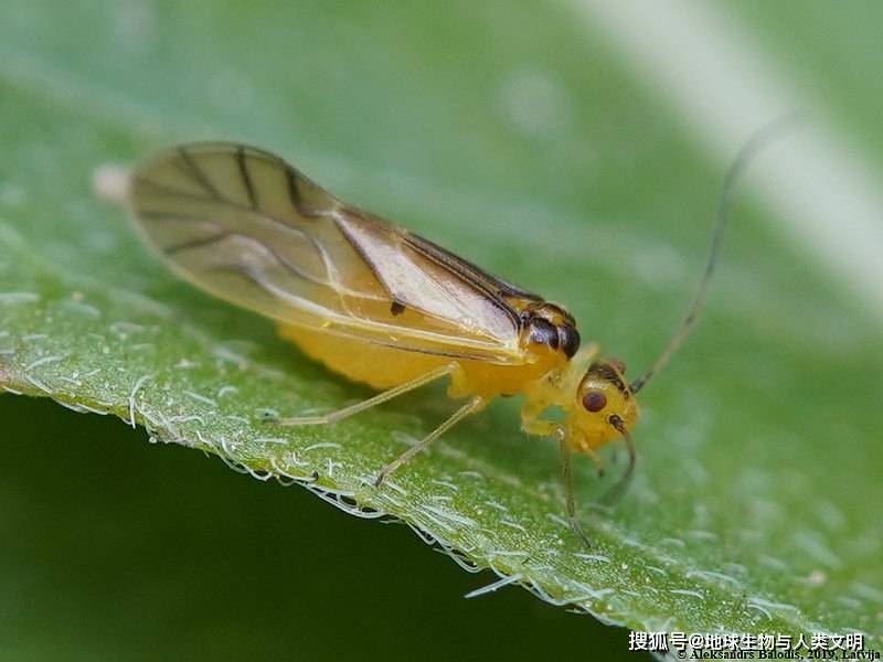 【动物界全系列】新翅下纲