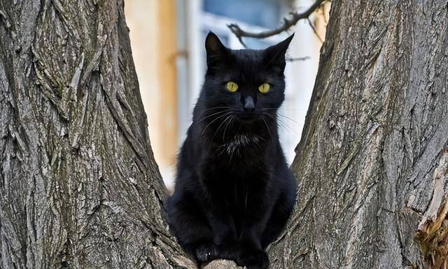 青海地区的"猫鬼神",到底是什么神,为何被不少家庭世代供奉