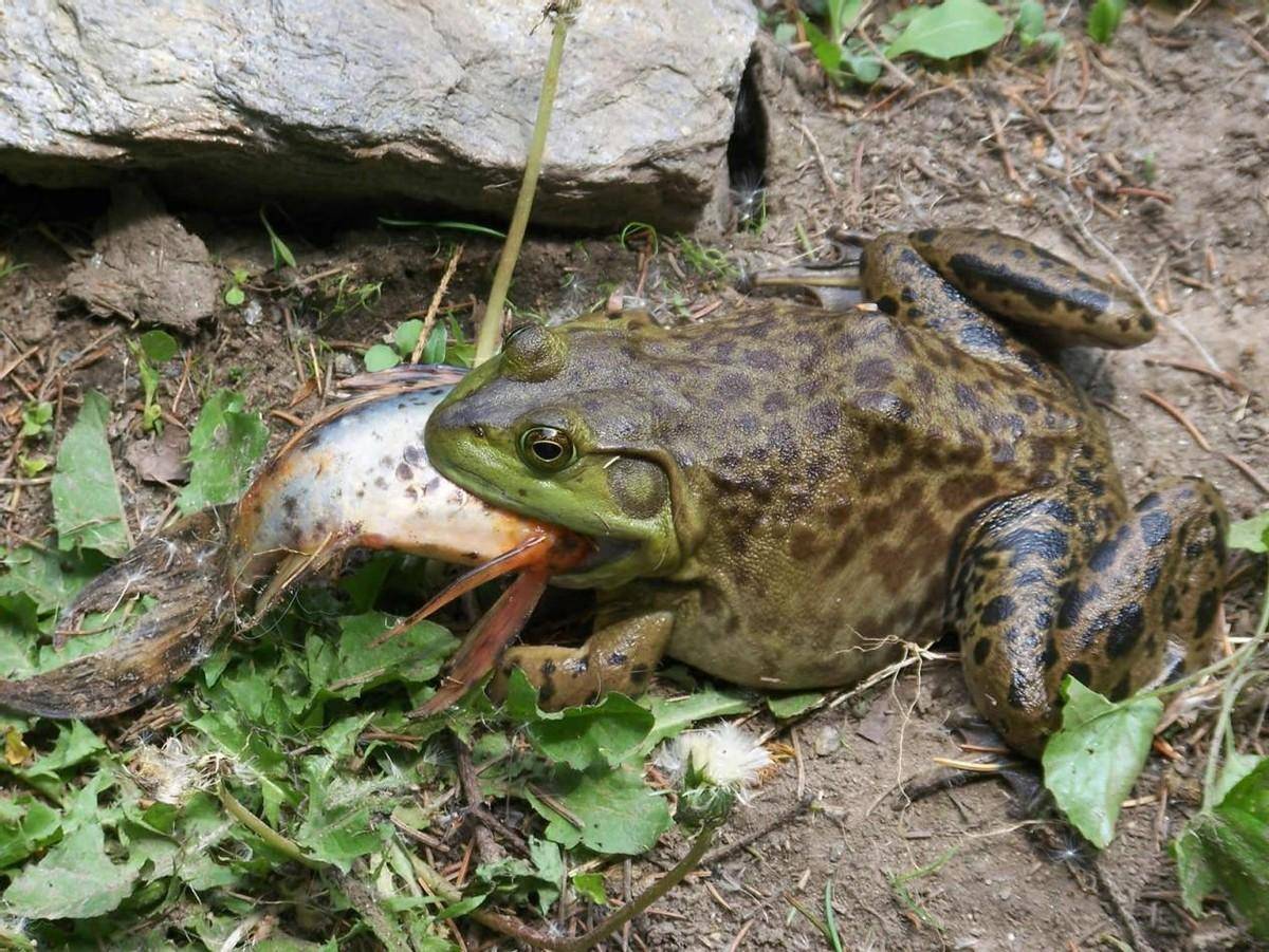 牛蛙有多害人除了严重的寄生虫问题