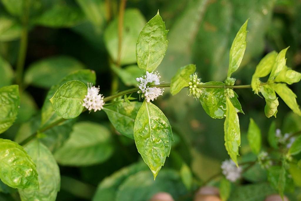 我见到的山东本土植物和园林栽培植物(740)薄荷