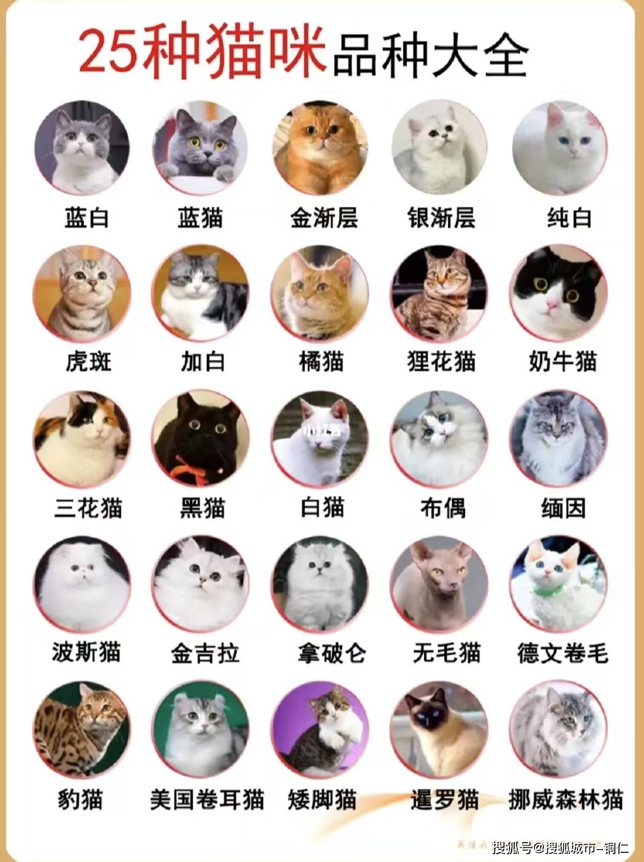 长沙这家猫舍价格实惠!