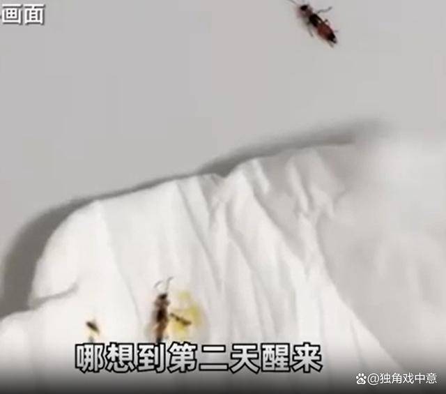 原创            女子把隐翅虫当蚊子拍死差点毁容-隐翅虫被拍死