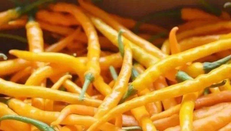 由于黄帝线椒色泽艳丽,果型美观,辣味极高,熟果色形似黄金长条,更与