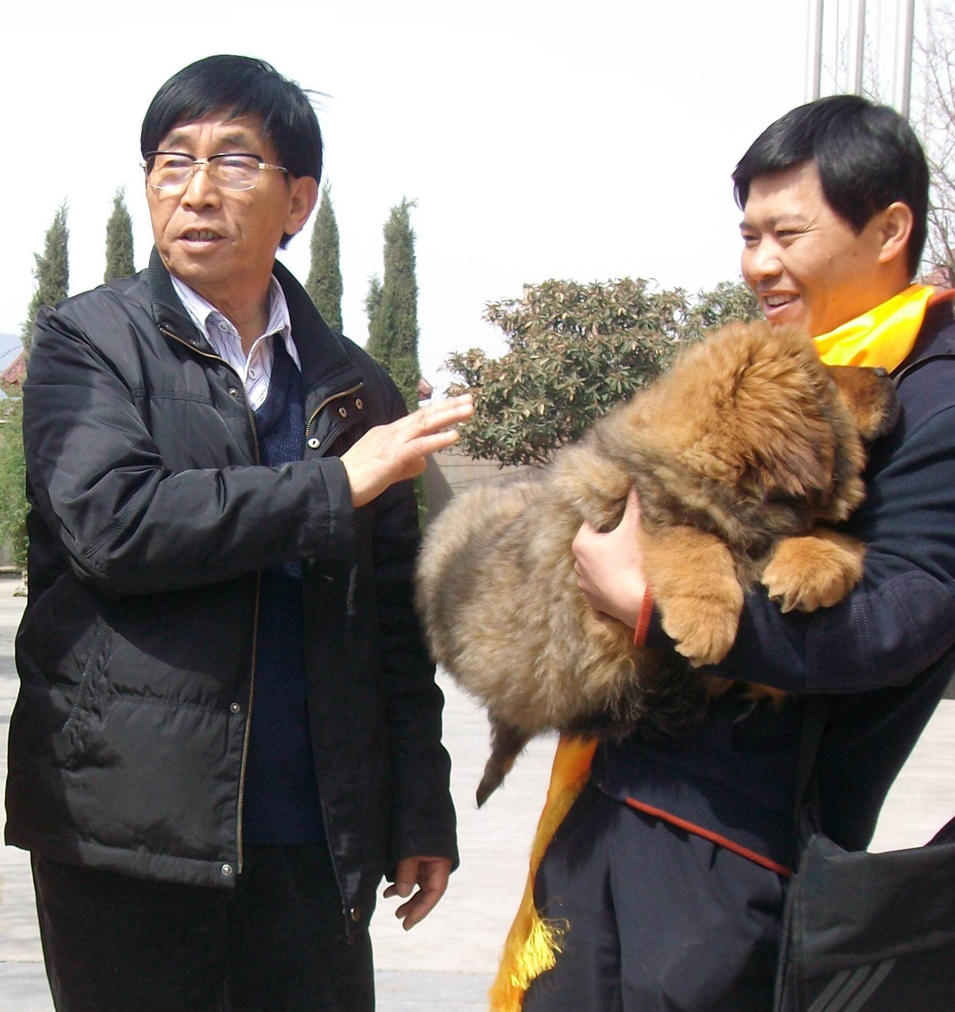 1986年河南50岁兽医独闯高原,养藏獒20年,成为市场天价教父_王占奎