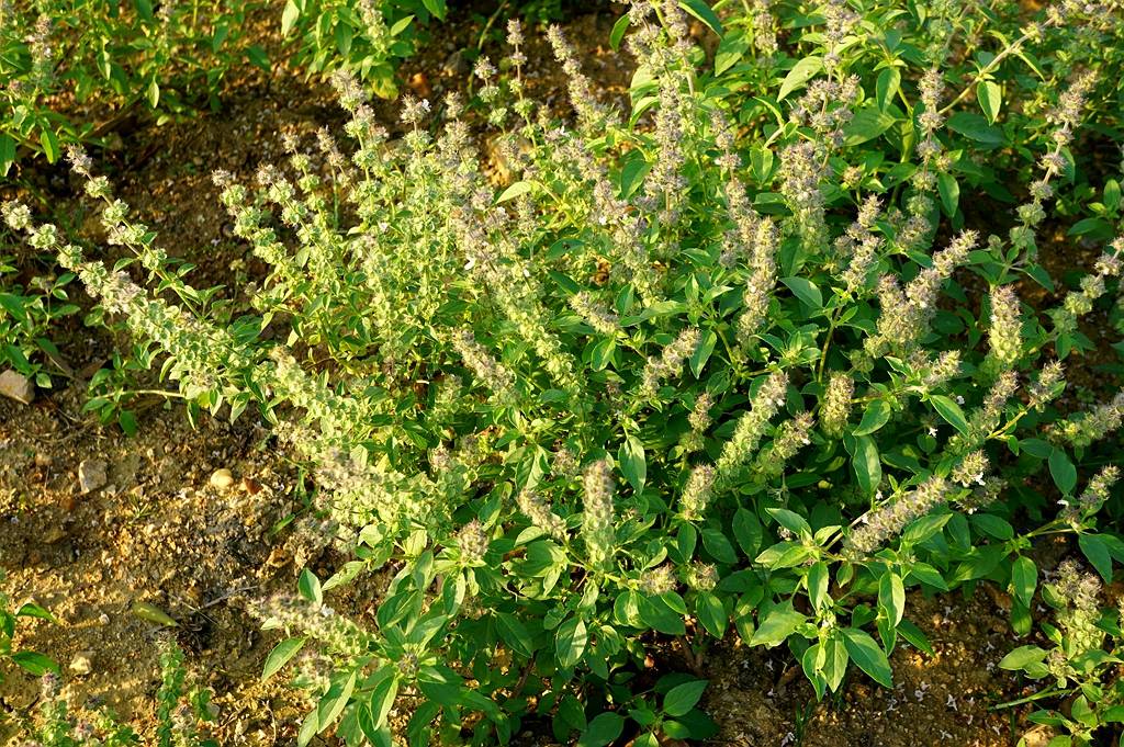 我见到的山东本土植物和园林栽培植物(757)罗勒(千层塔?