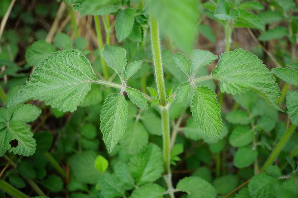 我见到的山东本土植物和园林栽培植物(770)丹参