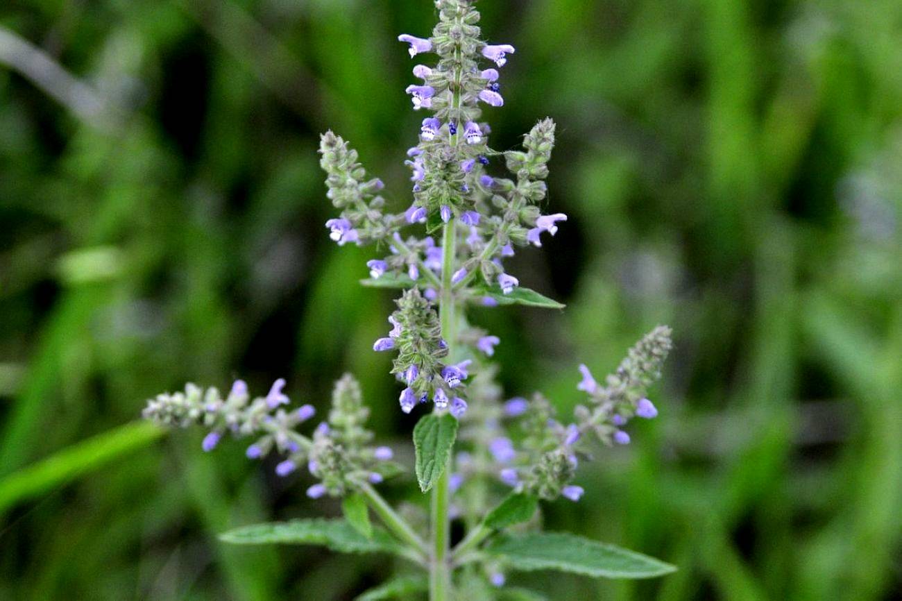 我见到的山东本土植物和园林栽培植物(769)荔枝草