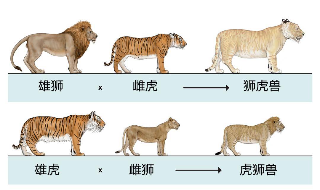 野生动物也会杂交