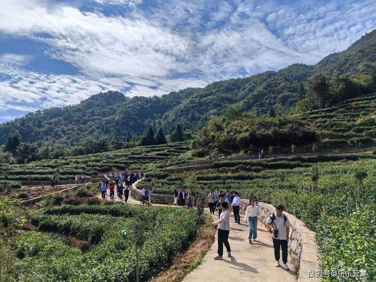 特色农业观摩与培训现场_茶叶_头陀镇_虎形村