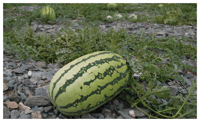 硒砂瓜年营收20多亿,为何被局部禁种?