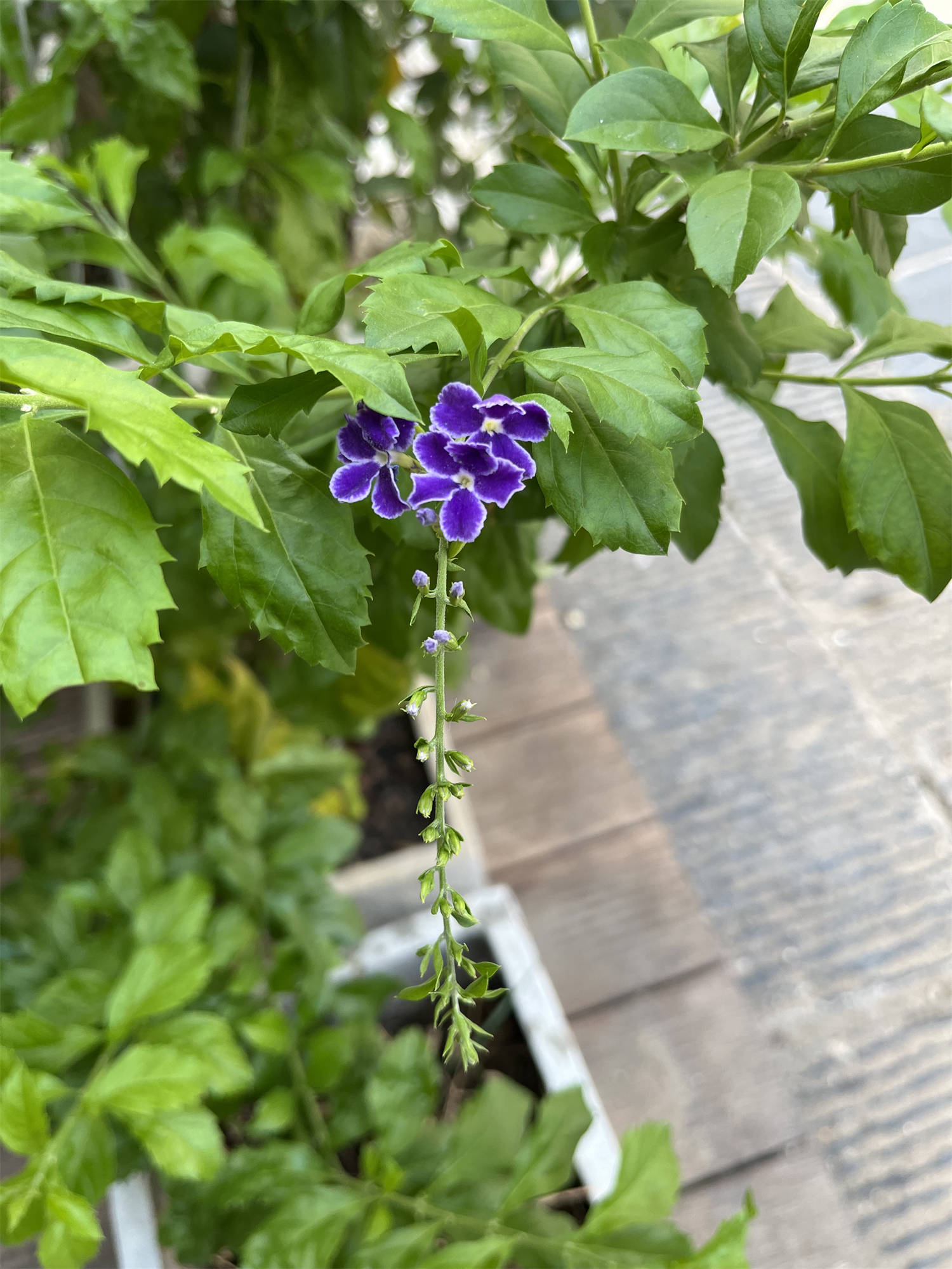 花草世界之64:假连翘