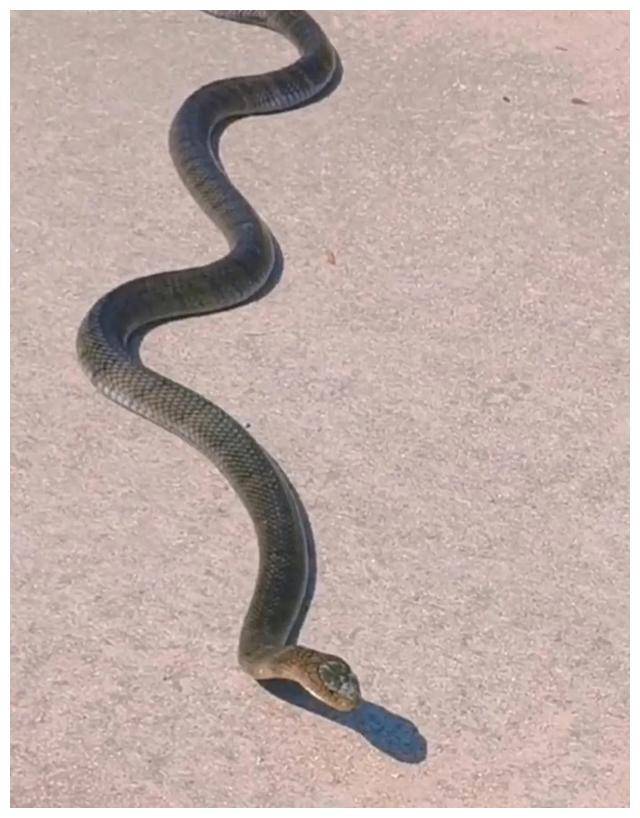 福建宁德,女子在马路上拍到1条大蛇,看上去很不好惹!