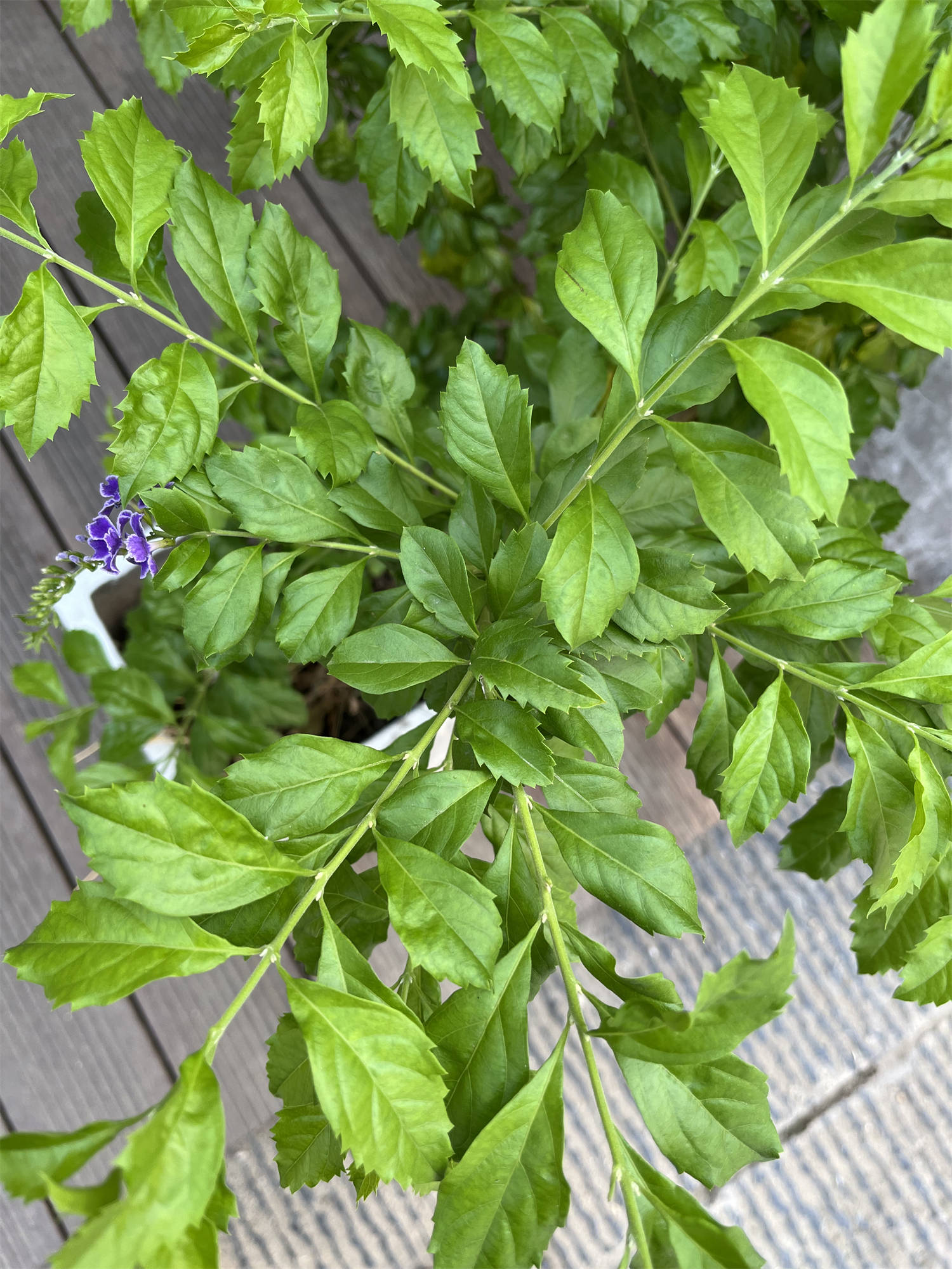 花草世界之64:假连翘