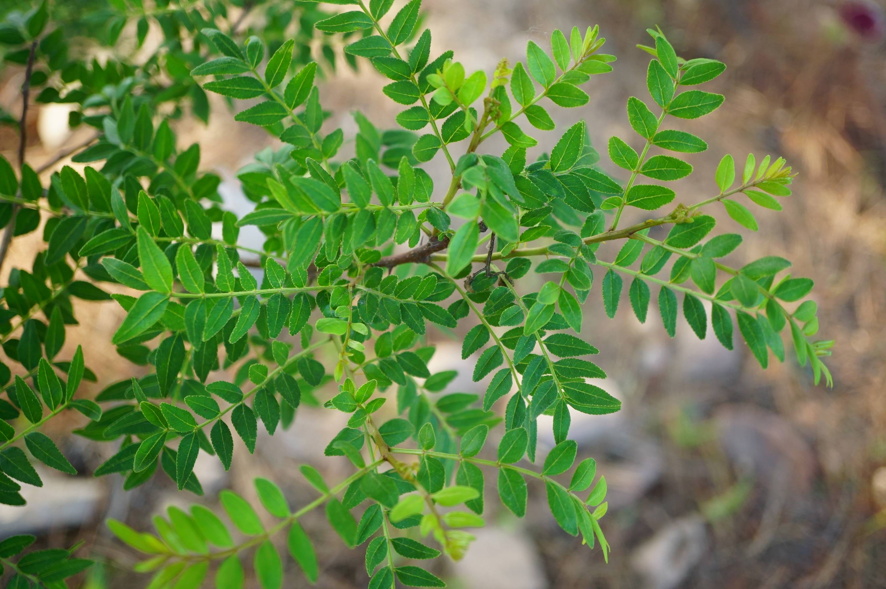 我见到的山东本土植物和园林栽培植物(805)青花椒
