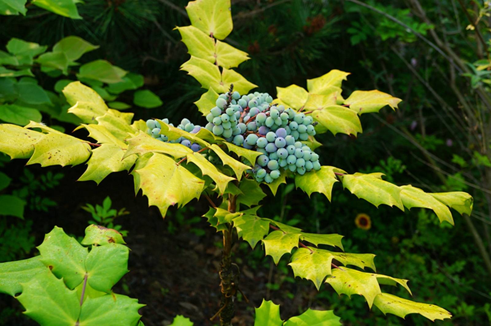为什么叫阔叶十大功劳树百科在线 为什么叫阔叶十大功劳树百科在线