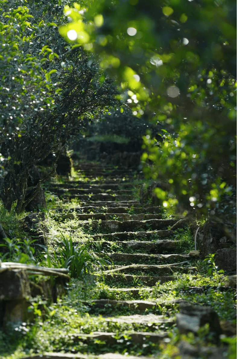 凤凰单丛茶树高清图图片