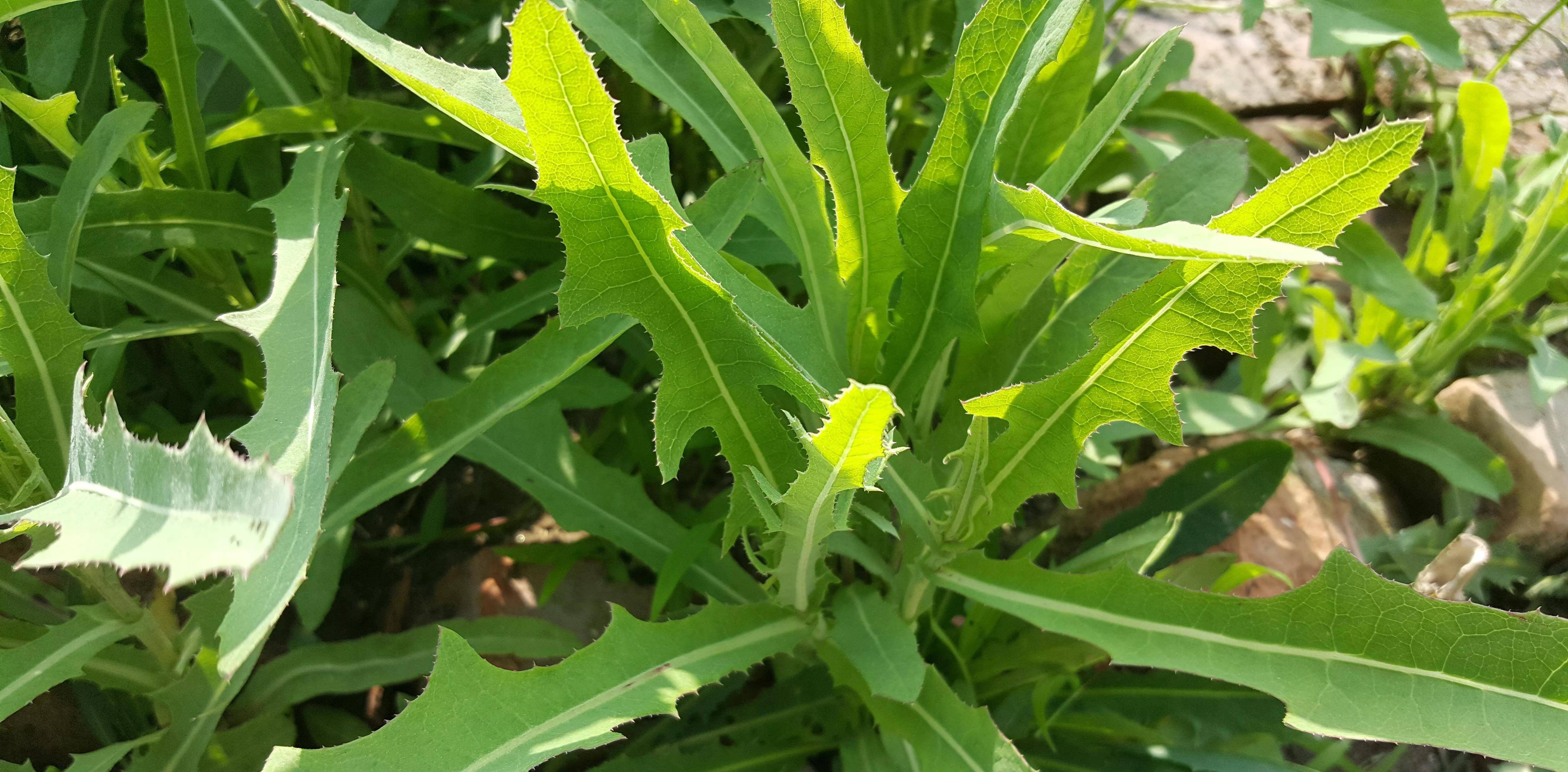 北方野菜种类图片