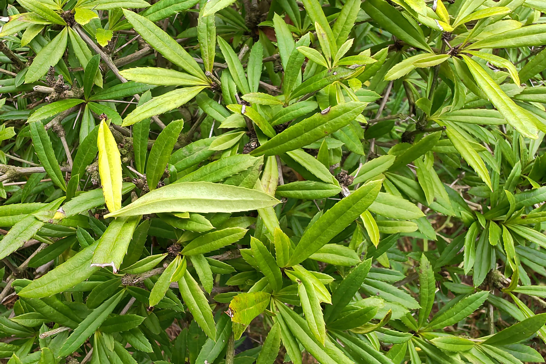 天台小檗图片