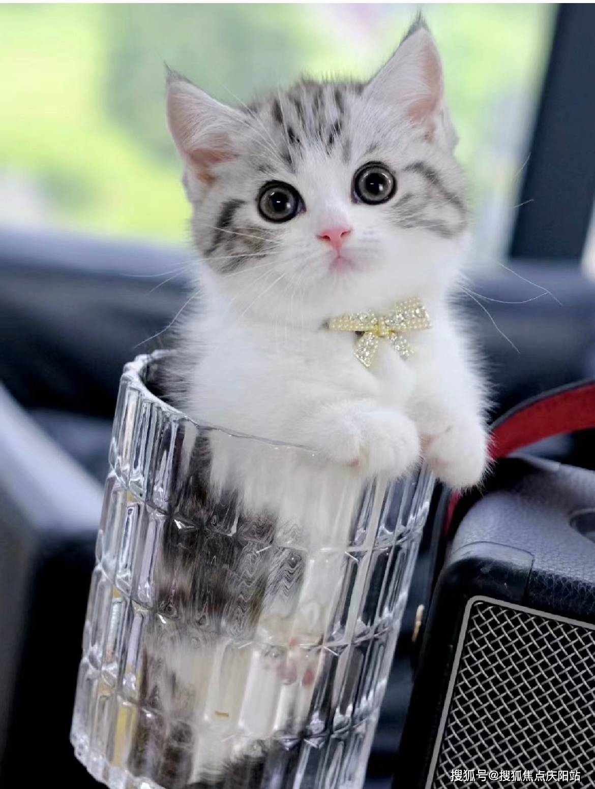 昆明买美短起司猫专卖店(昆明西山区)哪里有美短起司猫出售