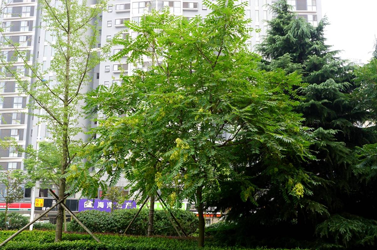 我见到的山东本土植物和园林栽培植物(825) 千头椿_臭椿_分枝_形态