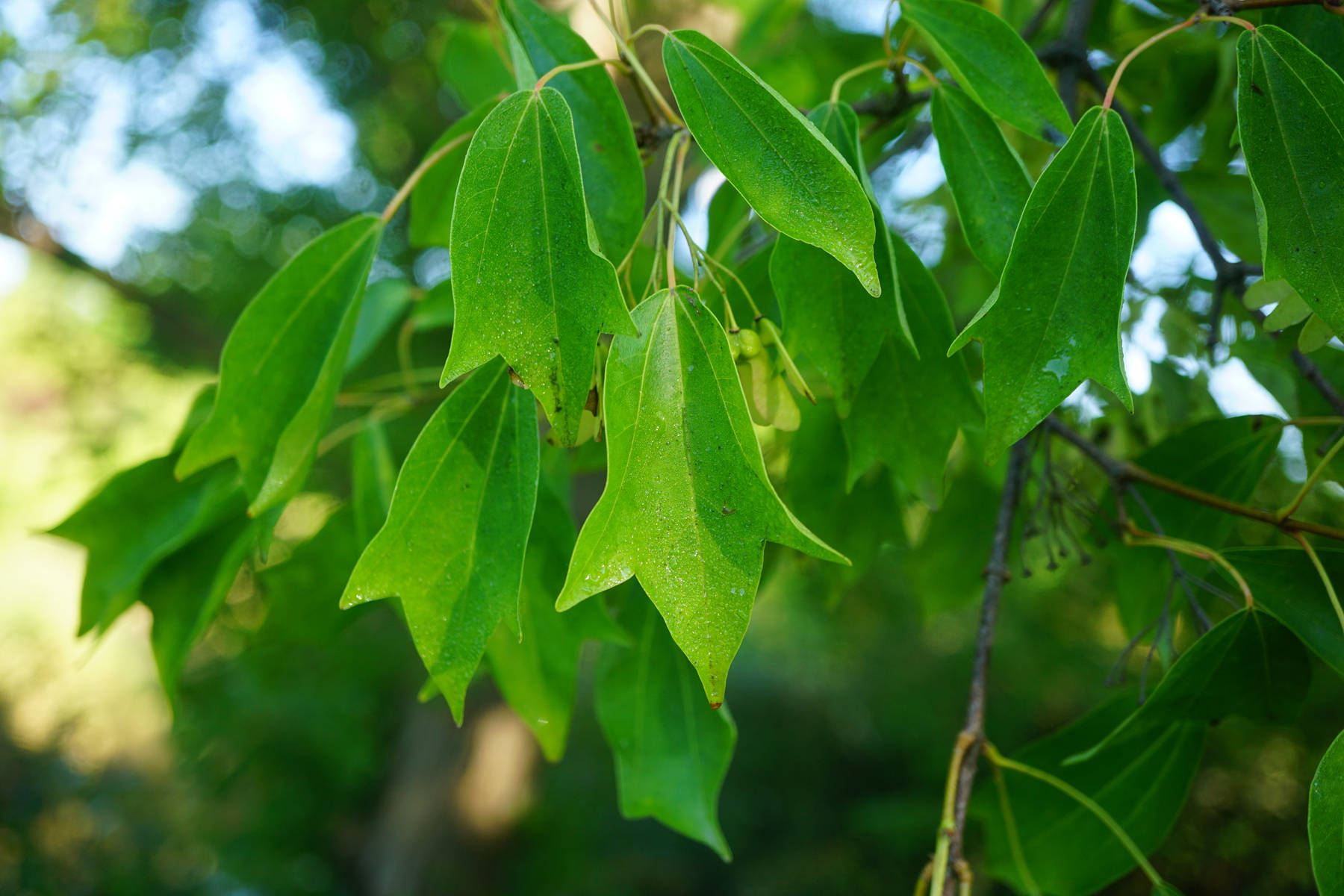 我见到的山东本土植物和园林栽培植物
