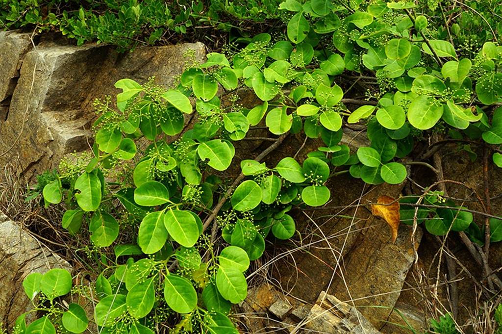 我见到的山东本土植物和园林栽培植物(864)扶芳藤
