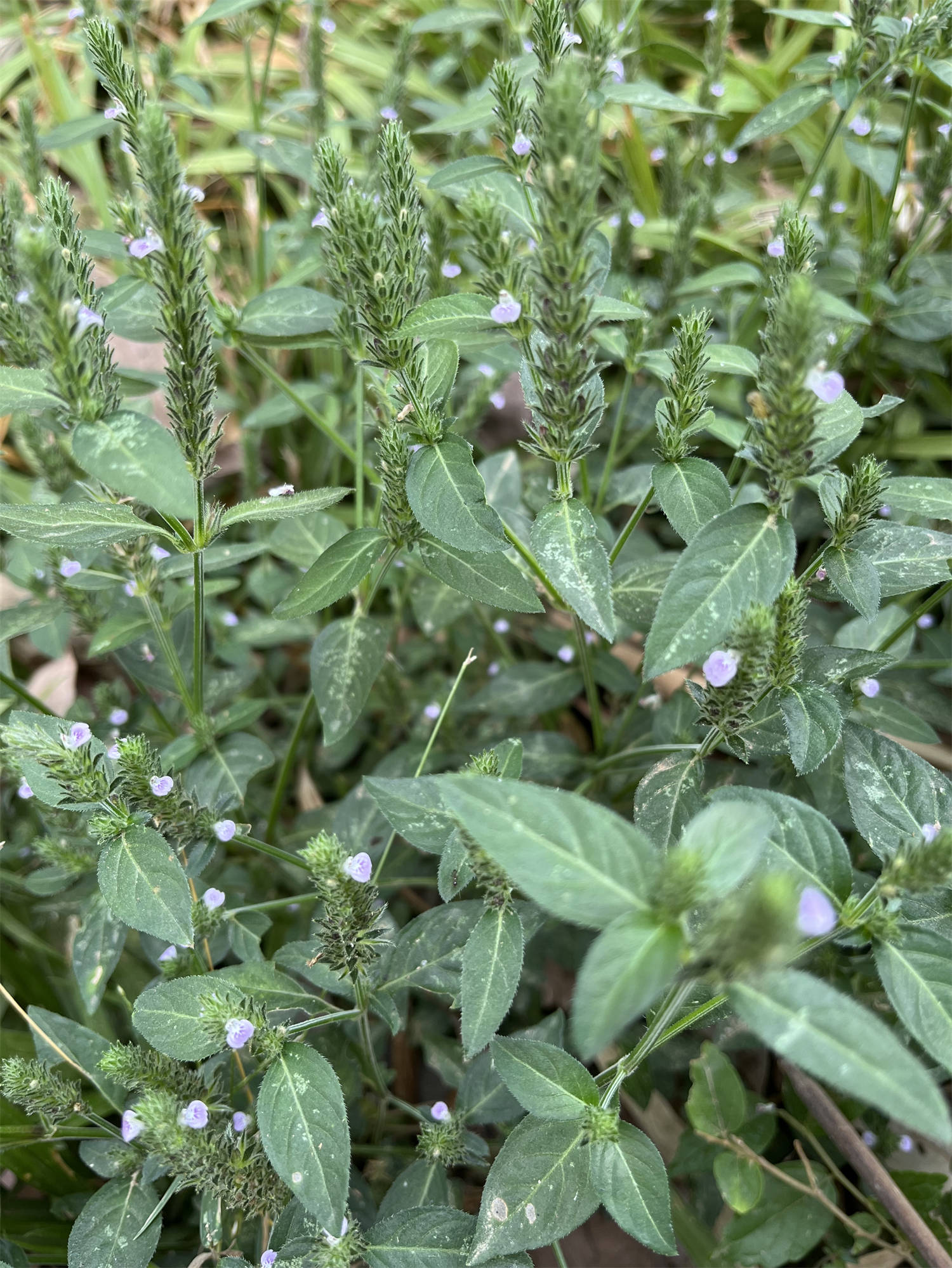 爵床叶花语图片