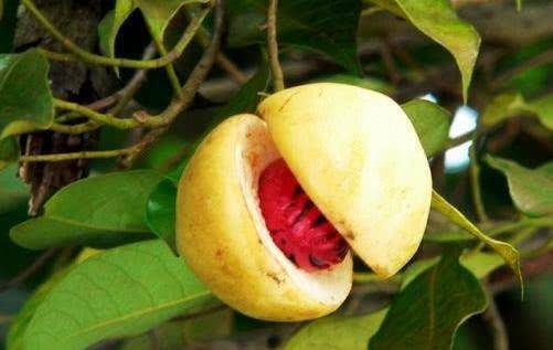 古人为何会用豆蔻形容年轻女孩?看了照片后,网友:太像了!