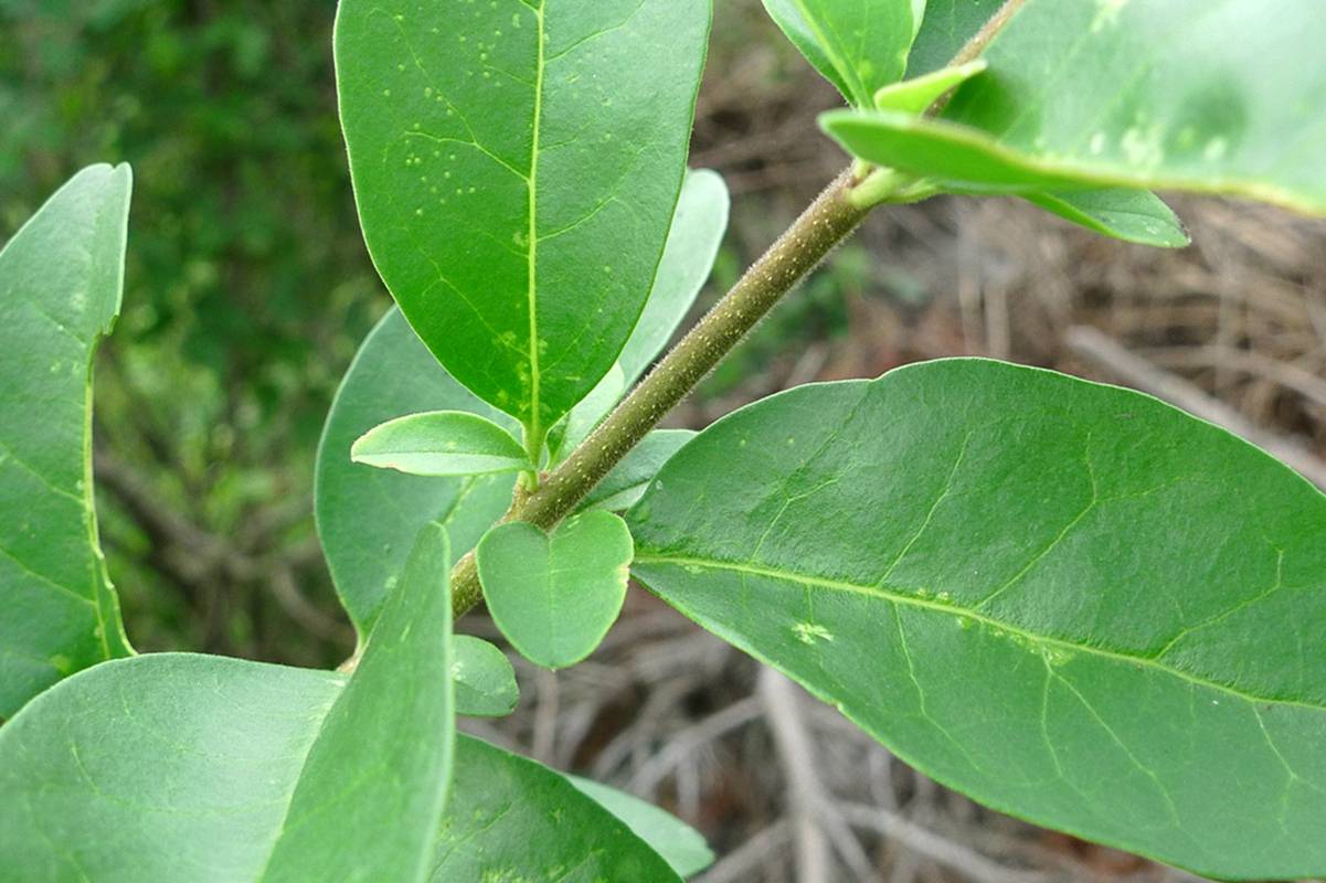 我见到的山东本土植物和园林栽培植物