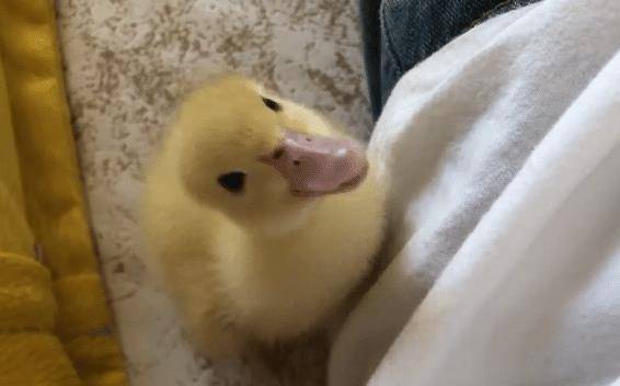 男子网购一只小黄鸭,饲养8个月后,体型不是一般家庭能接受的