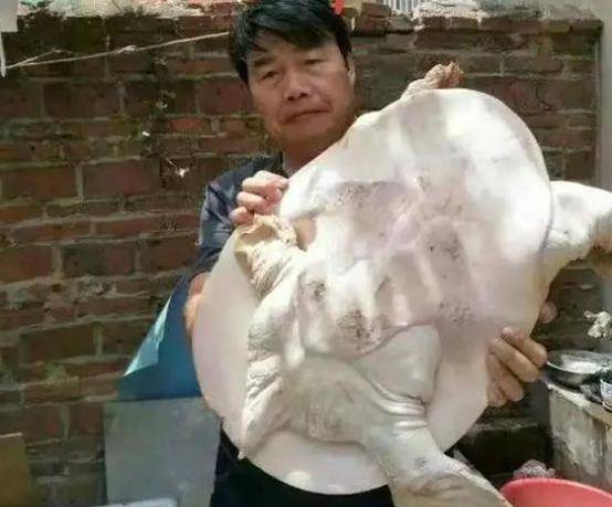 男子水库钓出百年巨鳖,村民:不能吃,赶紧放生的好