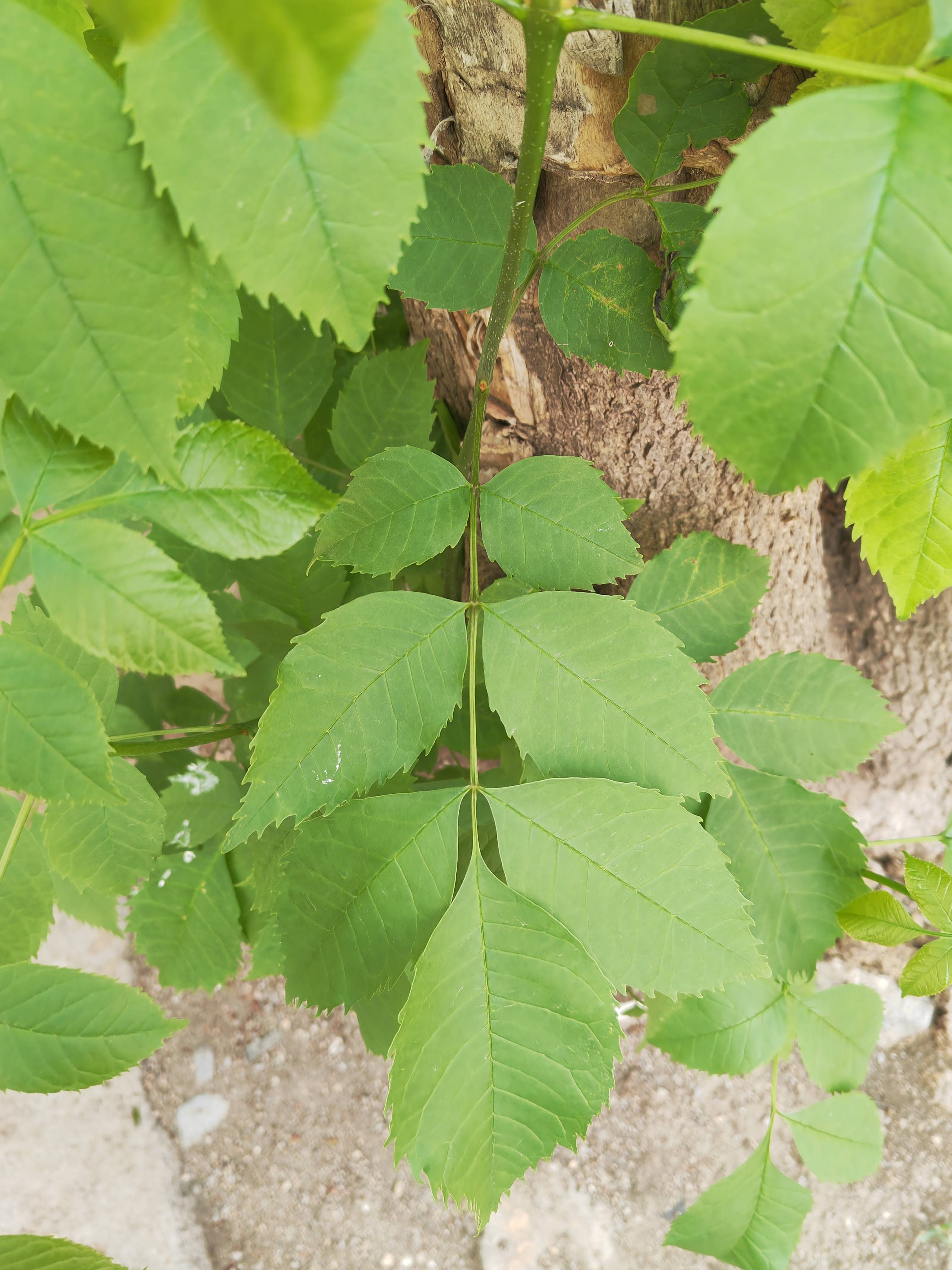 白蜡植物图片