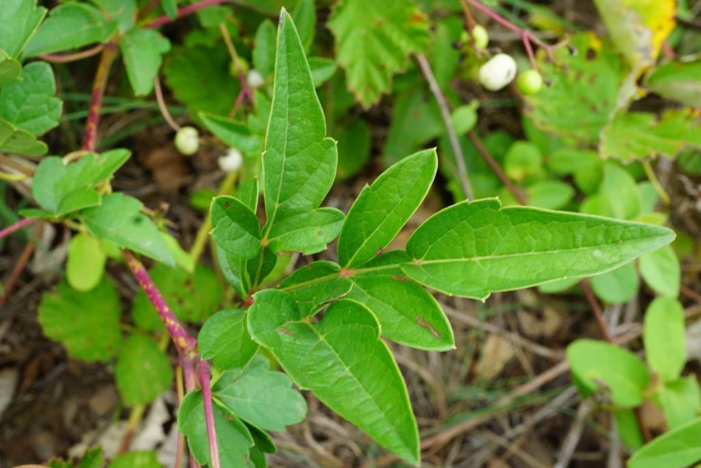 中药白蔹植物全图图片